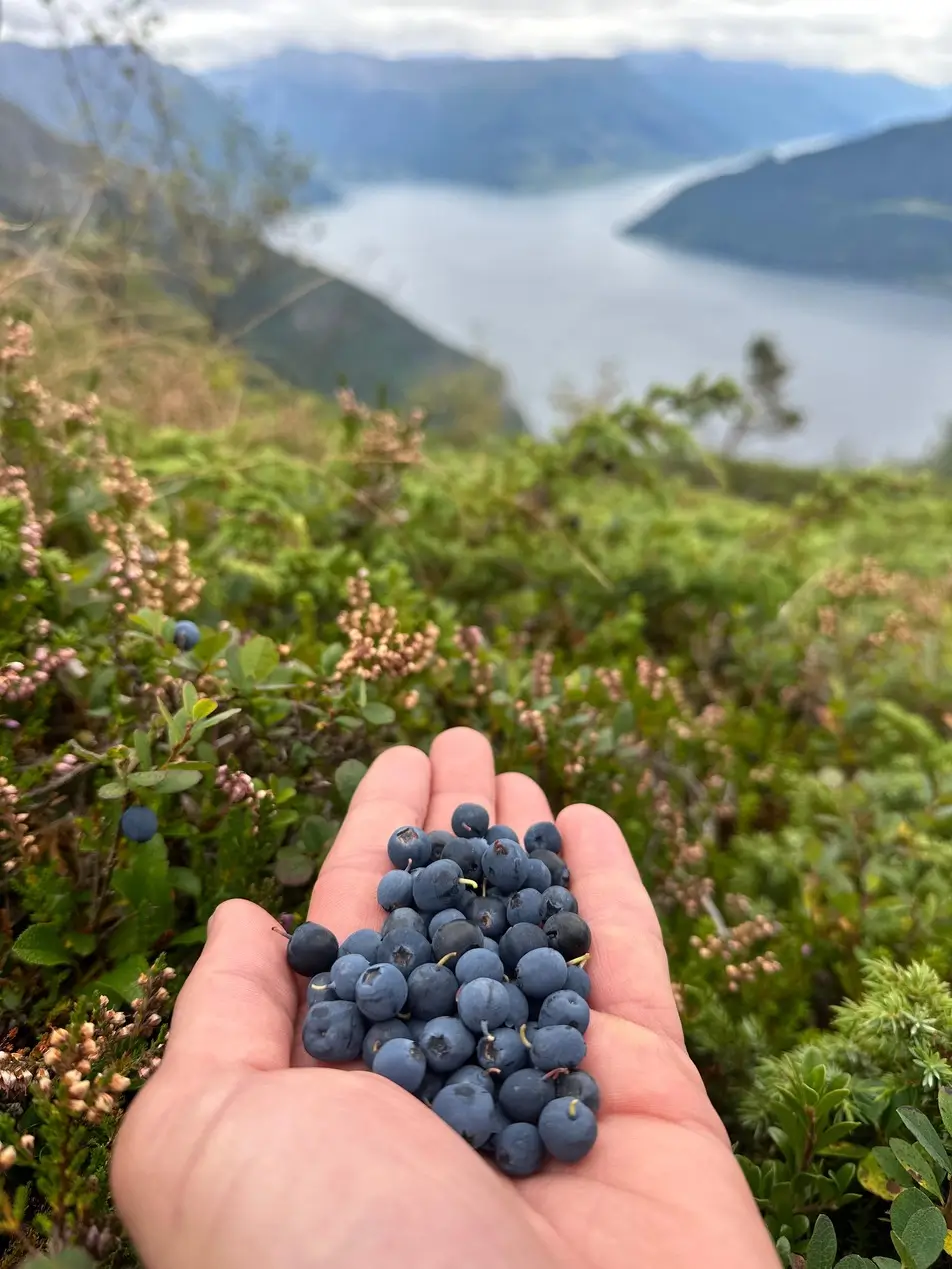 Blaubeere in der Hand bei der Fjord-Mountainbike-Tour in Norwegen